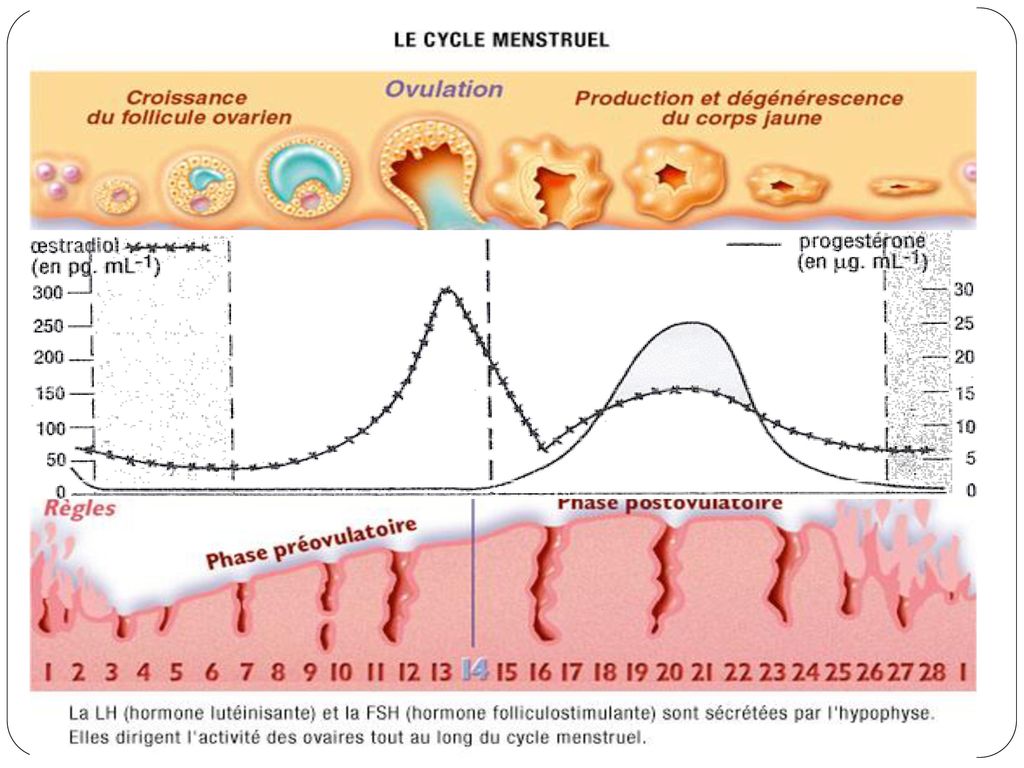 Cycle De L Ovaire